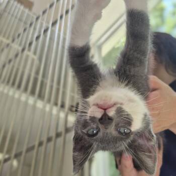 Pompadour -  Domestic Short Hair Cat for Adoption in Newark, New Jersey - Pompadour | PetCurious