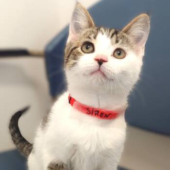 Rescue Domestic Short Hair Cats for Adoption in Belmont, New York - Siren | PetCurious