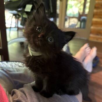 Kara -  Domestic Medium Hair Cat for Adoption in Blue Ridge, Georgia - Kara | PetCurious