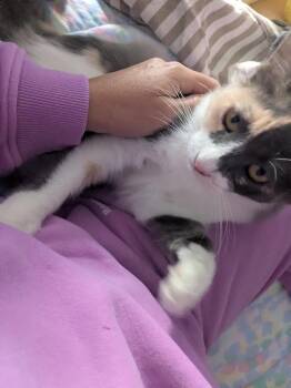 Ash (Carly) -  Dilute Calico Cat for Adoption in Brampton, Ontario - Ash (Carly) | PetCurious