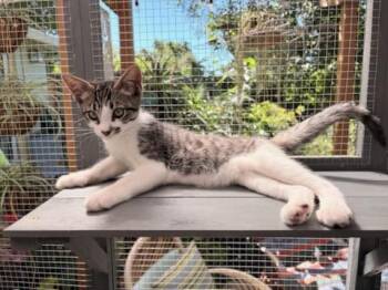 Remi -  Domestic Short Hair Cat for Adoption in Walnut Creek, California - Remi | PetCurious