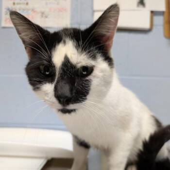 Domestic Short Hair Cats Available for Adoption in Dekalb, Illinois - Akimbo | PetCurious