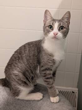 Rescue Domestic Short Hair Cats for Adoption in Duxbury, Massachusetts - Justice | PetCurious