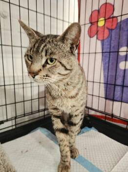 Julian -  Domestic Short Hair Cat for Adoption in Lancaster, California - Julian | PetCurious