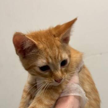 Irvin -  Domestic Short Hair Cat for Adoption in Des Moines, Iowa - Irvin | PetCurious