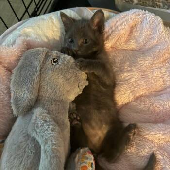 Turbo -  Russian Blue and Domestic Short Hair Cat for Adoption in Richmond, Virginia - Turbo | PetCurious