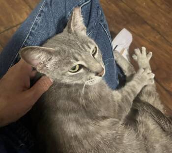 Domestic Short Hair Cats Available for Adoption in Chandler, Arizona - Gracie Storm | PetCurious