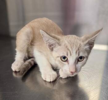 Angel -  Domestic Short Hair Cat for Adoption in Fresno, California - Angel | PetCurious