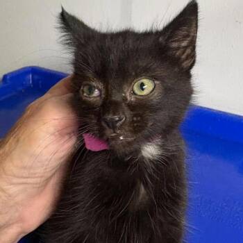 Pandora -  Domestic Medium Hair Cat for Adoption in Fairway, Kansas - Pandora | PetCurious