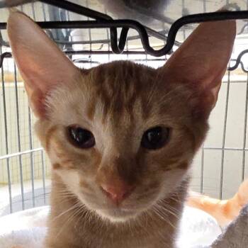 Burt -  Domestic Short Hair Cat for Adoption in Desert Hot Springs, California - Burt | PetCurious