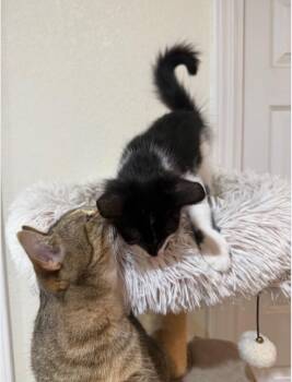Kennedy -  Domestic Short Hair Cat for Adoption in San Antonio, Texas - Kennedy | PetCurious