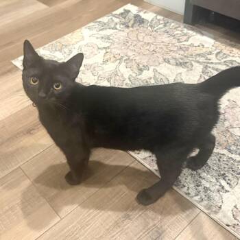 Fang -  Domestic Short Hair Cat for Adoption in Springfield, Oregon - Fang | PetCurious