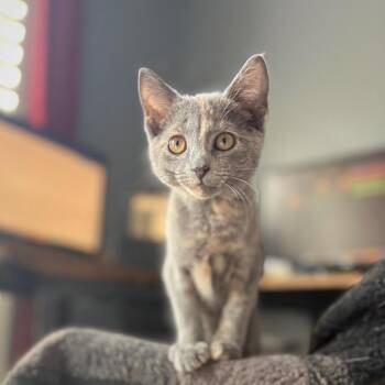 Tybalt -  Domestic Short Hair Cat for Adoption in Cumming, Georgia - Tybalt | PetCurious