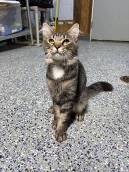 Tiller -  Domestic Medium Hair Cat for Adoption in Mishawaka, Indiana - Tiller | PetCurious