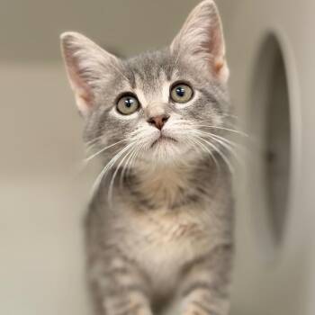 Porpoise -  Domestic Short Hair Cat for Adoption in Champaign, Illinois - Porpoise | PetCurious