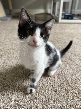 Rain -  Domestic Short Hair Cat for Adoption in Medina, Ohio - Rain | PetCurious