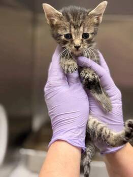 Beef -  Domestic Short Hair Cat for Adoption in Memphis, Tennessee - Beef | PetCurious