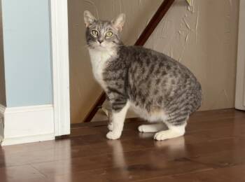 Lotus -  Tabby Cat for Adoption in Beach Park, Illinois - Lotus | PetCurious