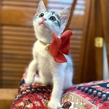 Azalea Lumberton -  Tabby and Domestic Short Hair Cat for Adoption in Friendswood, Texas - Azalea Lumberton | PetCurious