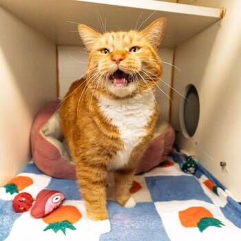 Domestic Short Hair Cats Available for Adoption - Deep Dish | PetCurious