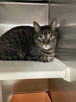 Domestic Short Hair Cats Available for Adoption - Pip | PetCurious