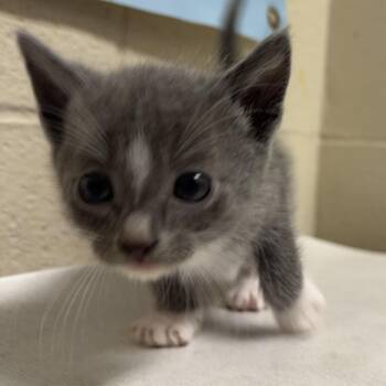 Domestic Short Hair Cats Available for Adoption in Milton, Florida - Purrito | PetCurious