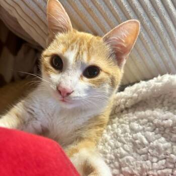 Amai -  Domestic Short Hair Cat for Adoption in Des Moines, Iowa - Amai | PetCurious