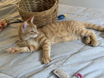 Cheeto -  Domestic Short Hair Cat for Adoption in Avondale, Pennsylvania - Cheeto | PetCurious