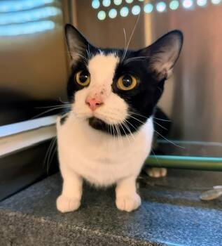 Microphone -  Domestic Short Hair Cat for Adoption in Nashville, Tennessee - Microphone | PetCurious