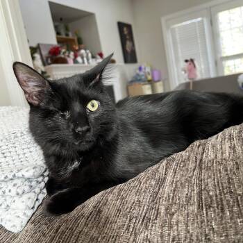Uno -  Domestic Long Hair Cat for Adoption in Lynchburg, Virginia - Uno | PetCurious