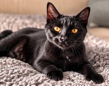Raj -  Extra Toes Cat Hemingway Polydactyl and Bombay Cat for Adoption in Knoxville, Tennessee - Raj | PetCurious