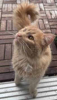 Houdini -  Domestic Medium Hair Cat for Adoption in Miami, Florida - Houdini | PetCurious