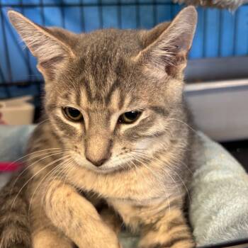 Rescue Domestic Short Hair Cats for Adoption in Webster, Texas - Mitchi (Formerly Larry) | PetCurious