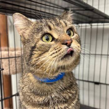Domestic Short Hair Cats Available for Adoption - Leo | PetCurious