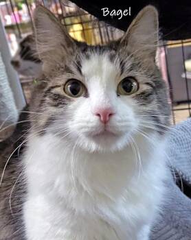 Domestic Long Hair Cats Available for Adoption - Bagel | PetCurious