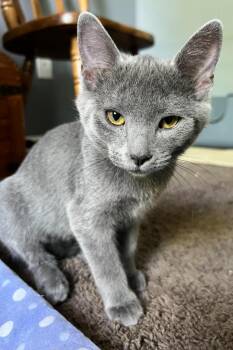 Bear -  Domestic Medium Hair Cat for Adoption in Millcreek, Utah - Bear | PetCurious