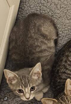 Domestic Short Hair Cats Available for Adoption in Hudson, New Hampshire - Makoto | PetCurious