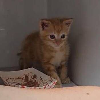 Domestic Short Hair Cats Available for Adoption in Branson, Missouri - Sweet Pea | PetCurious