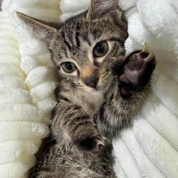 Crab -  Domestic Short Hair Cat for Adoption in Johnstown, Pennsylvania - Crab | PetCurious