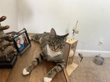 Domestic Short Hair Cats Available for Adoption in Spring, Texas - AJ (Apple Jax) - RF Petsmart | PetCurious