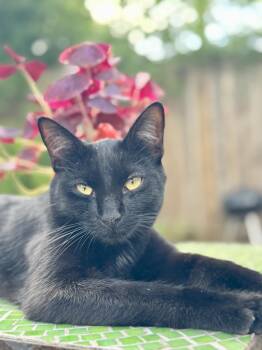 Rescue Domestic Short Hair Cats for Adoption in Midlothian, Texas - Salem | PetCurious