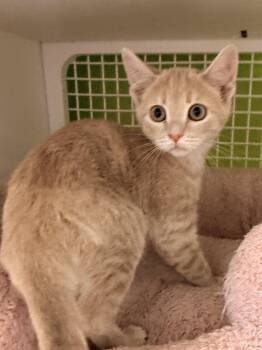 Haaland -  Domestic Short Hair Cat for Adoption in Milton, Georgia - Haaland | PetCurious