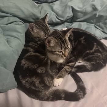 Cape Cod -  Domestic Short Hair Cat for Adoption in Richmond, Virginia - Cape Cod | PetCurious