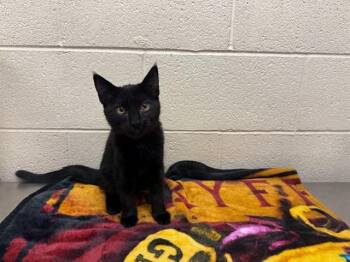 A554142 -  Domestic Medium Hair and Domestic Short Hair Cat for Adoption in Moreno Valley, California - A554142 | PetCurious