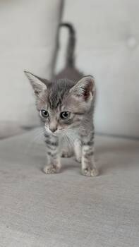 Fenway -  Domestic Short Hair Cat for Adoption in Tulsa, Oklahoma - Fenway | PetCurious