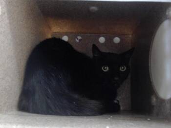 Domestic Short Hair Cats Available for Adoption in Orlando, Florida - WHEELER | PetCurious