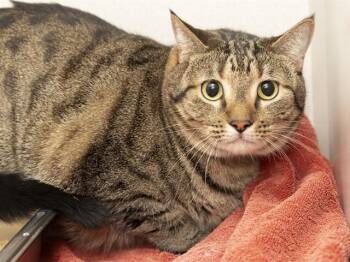 TABBY -  Domestic Short Hair Cat for Adoption in Phoenix, Arizona - TABBY | PetCurious