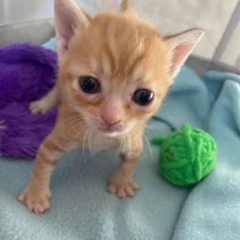 Rescue Domestic Short Hair Cats for Adoption in Columbia, South Carolina - Rand | PetCurious