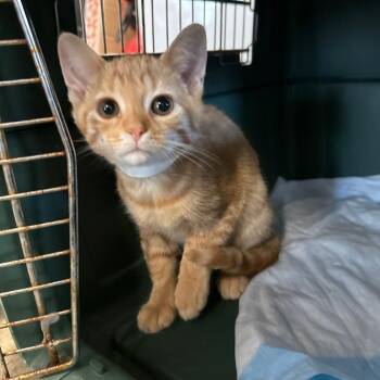 Creamsicle Harley -  Domestic Short Hair Cat for Adoption in Woodstock, Virginia - Creamsicle Harley | PetCurious