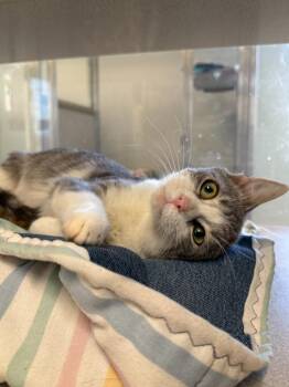 Domestic Short Hair Cats Available for Adoption - Silver | PetCurious